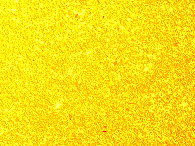 (a) AgW55Ni0.5(200x)