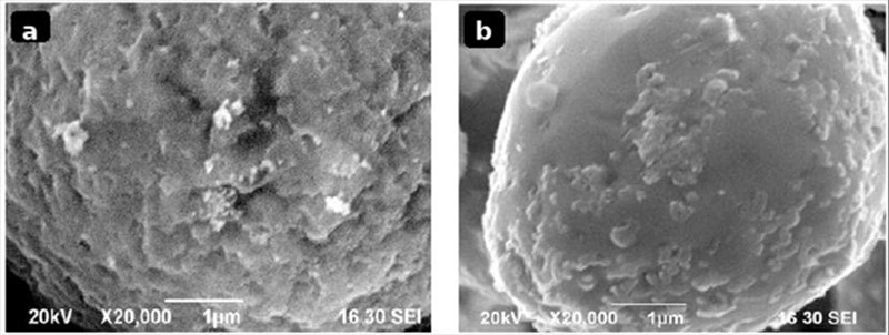 SEM images of AgZnO powder surfaces after oxidation SEM images of AgZnO powder surfaces after oxidation